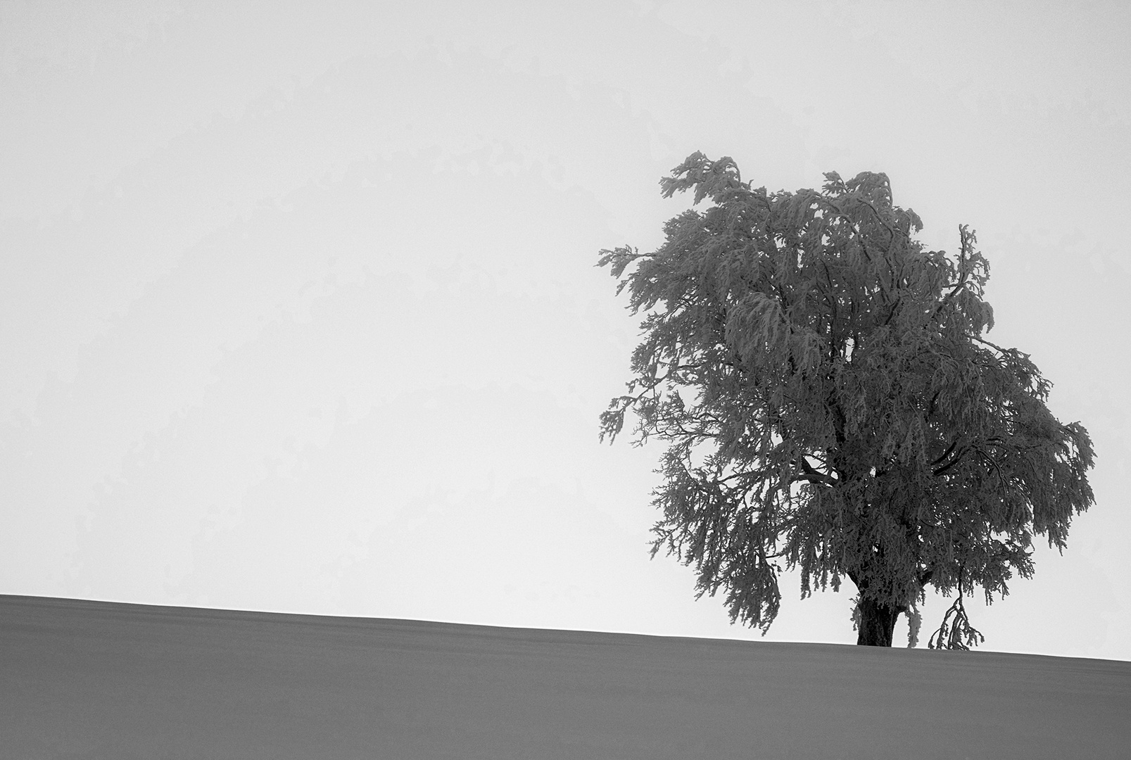 Frozen landscape