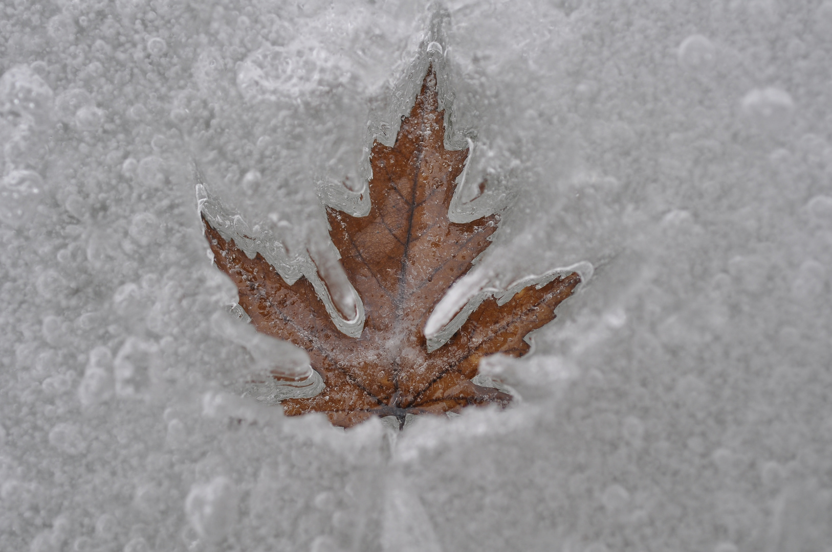 frozen Laubblatt