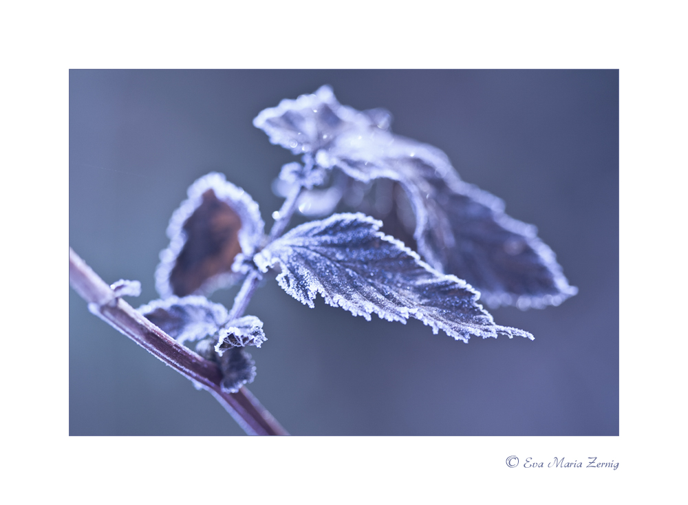 Frozen Leaf 2