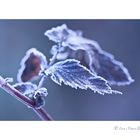 Frozen Leaf 2