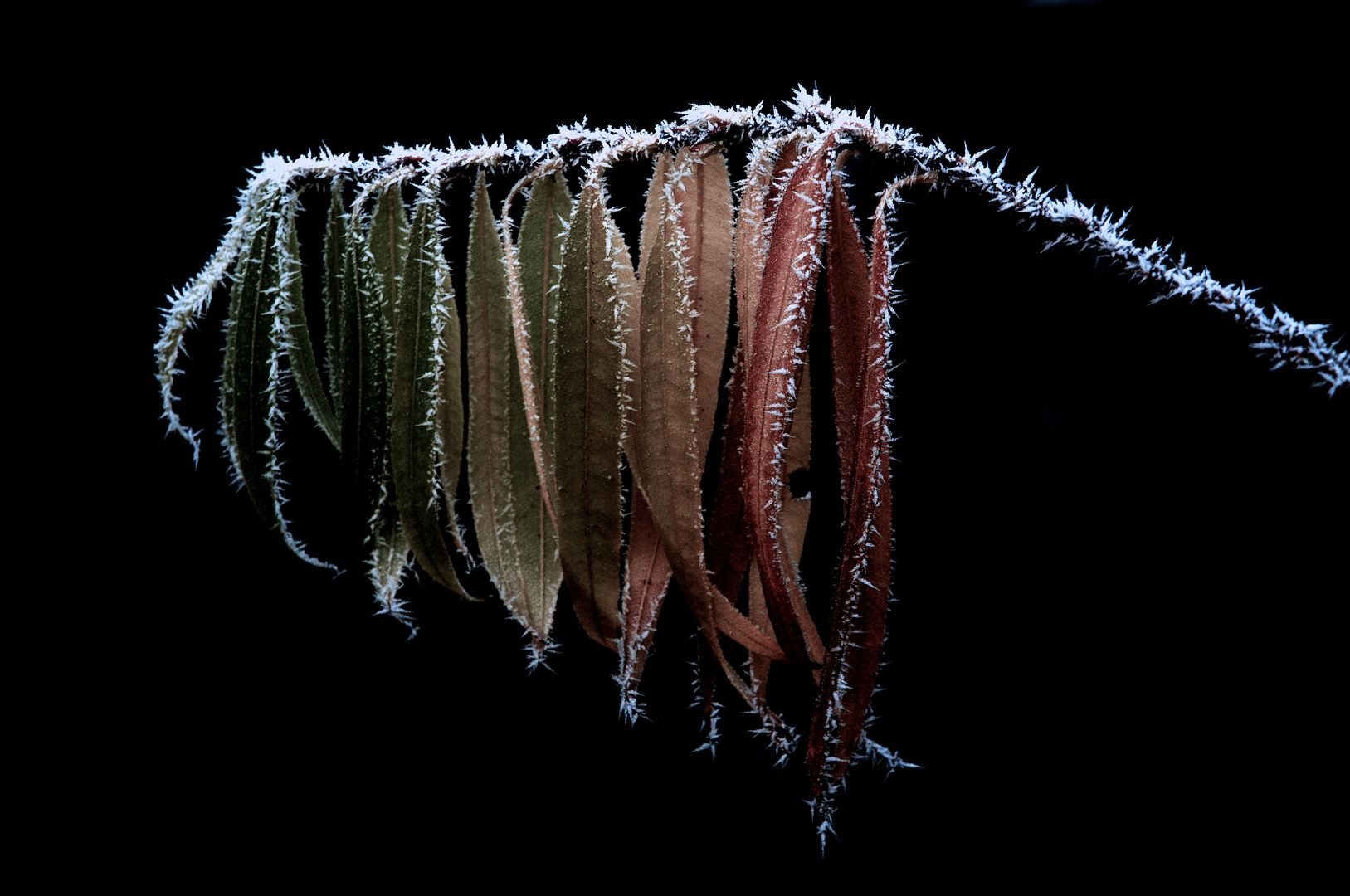 frozen leaf