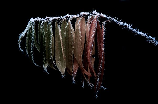 frozen leaf