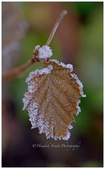 Frozen Leaf