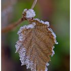Frozen Leaf