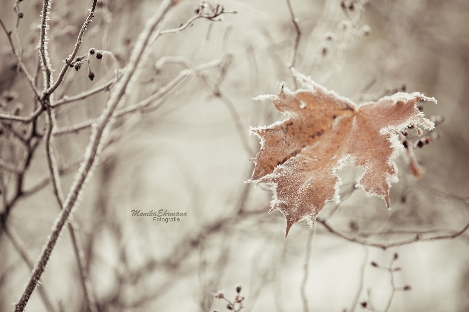 .frozen leaf.