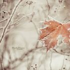 .frozen leaf.