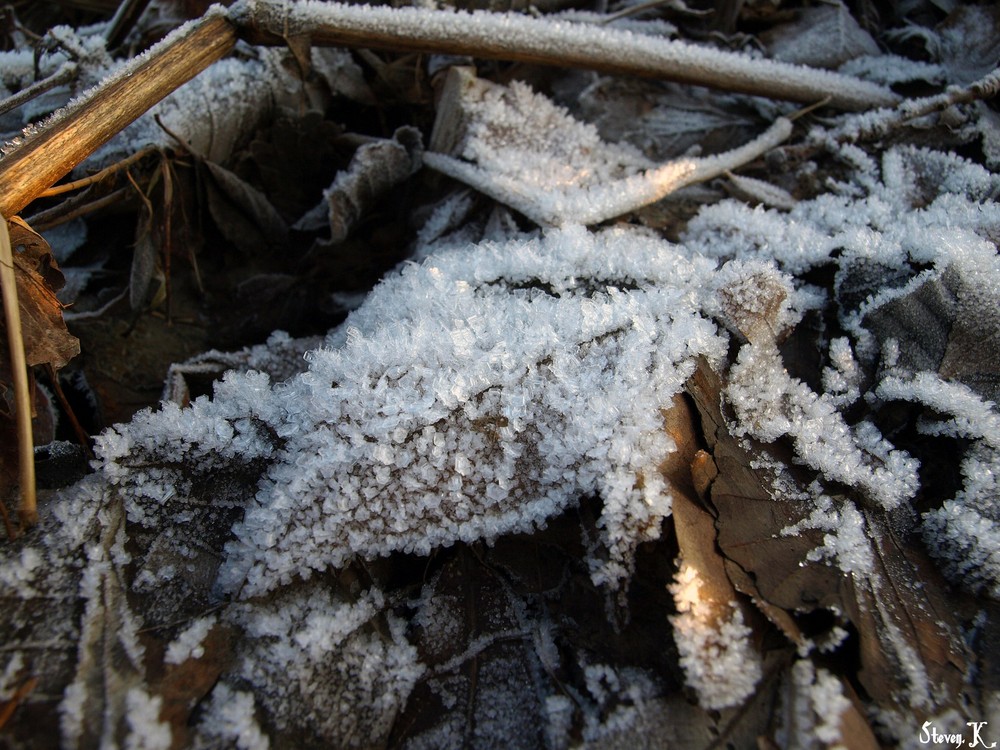 Frozen leaf