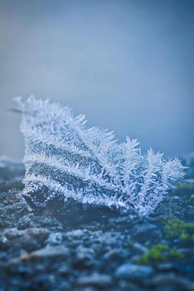 frozen leaf