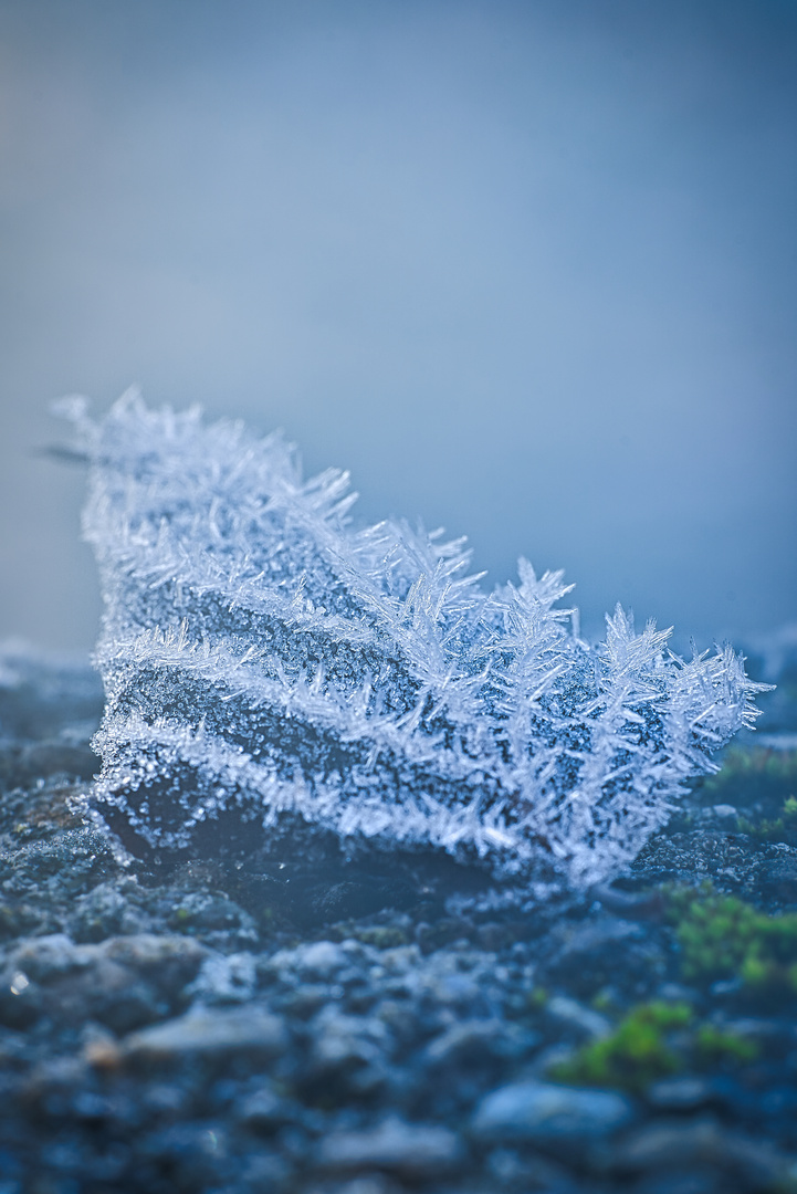 frozen leaf