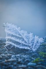 frozen leaf