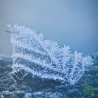 frozen leaf