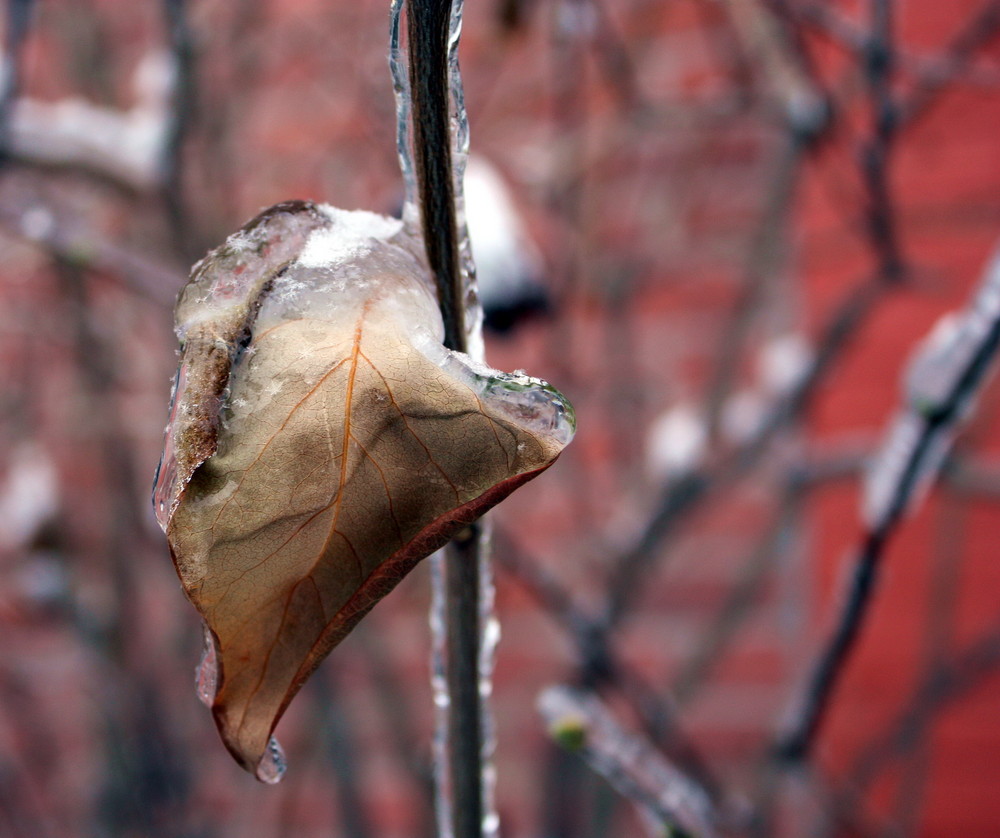 Frozen Leaf