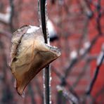 Frozen Leaf