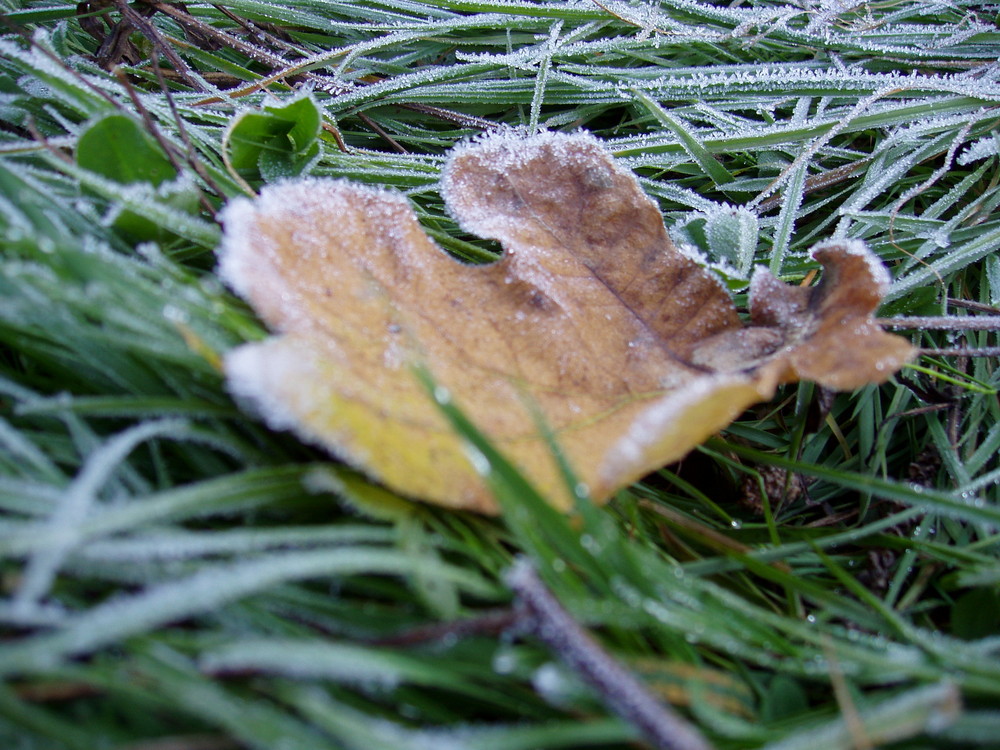 Frozen leaf