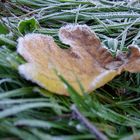 Frozen leaf