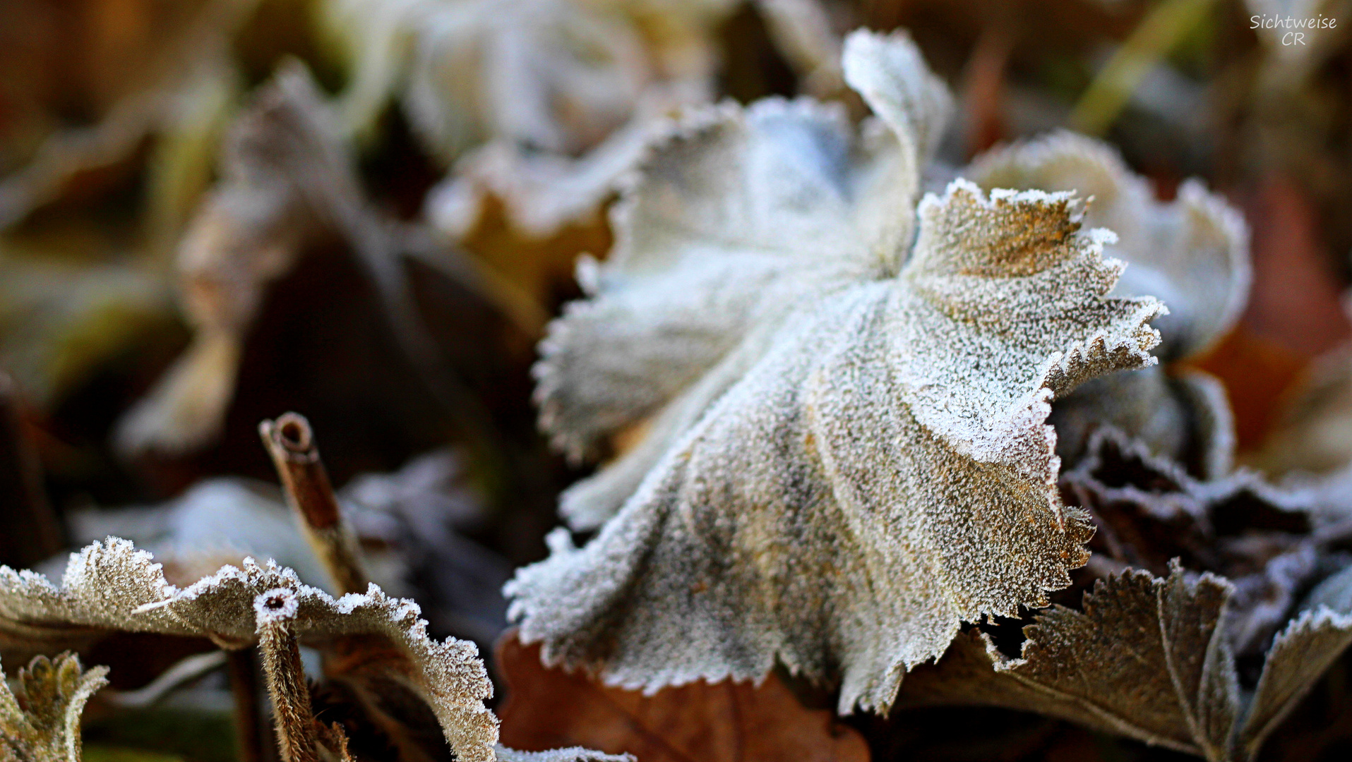  frozen leaf