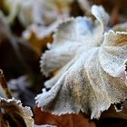  frozen leaf