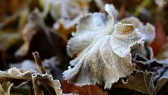  frozen leaf