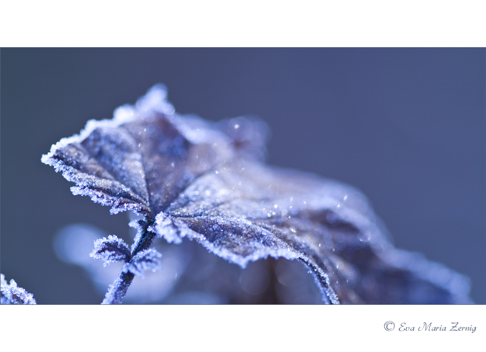 Frozen Leaf