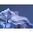 Frozen Leaf