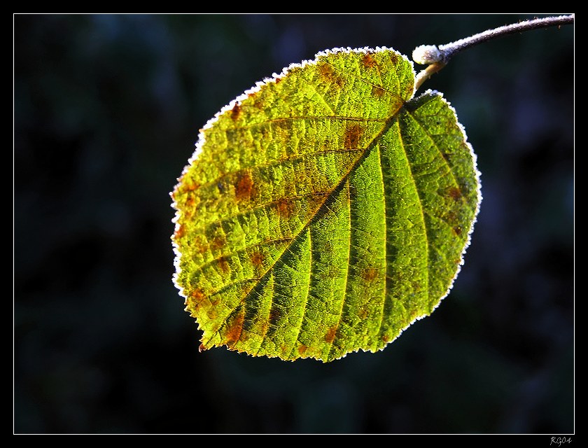 "Frozen Leaf"