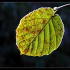 "Frozen Leaf"