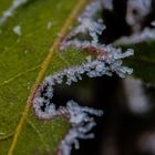 Frozen leaf