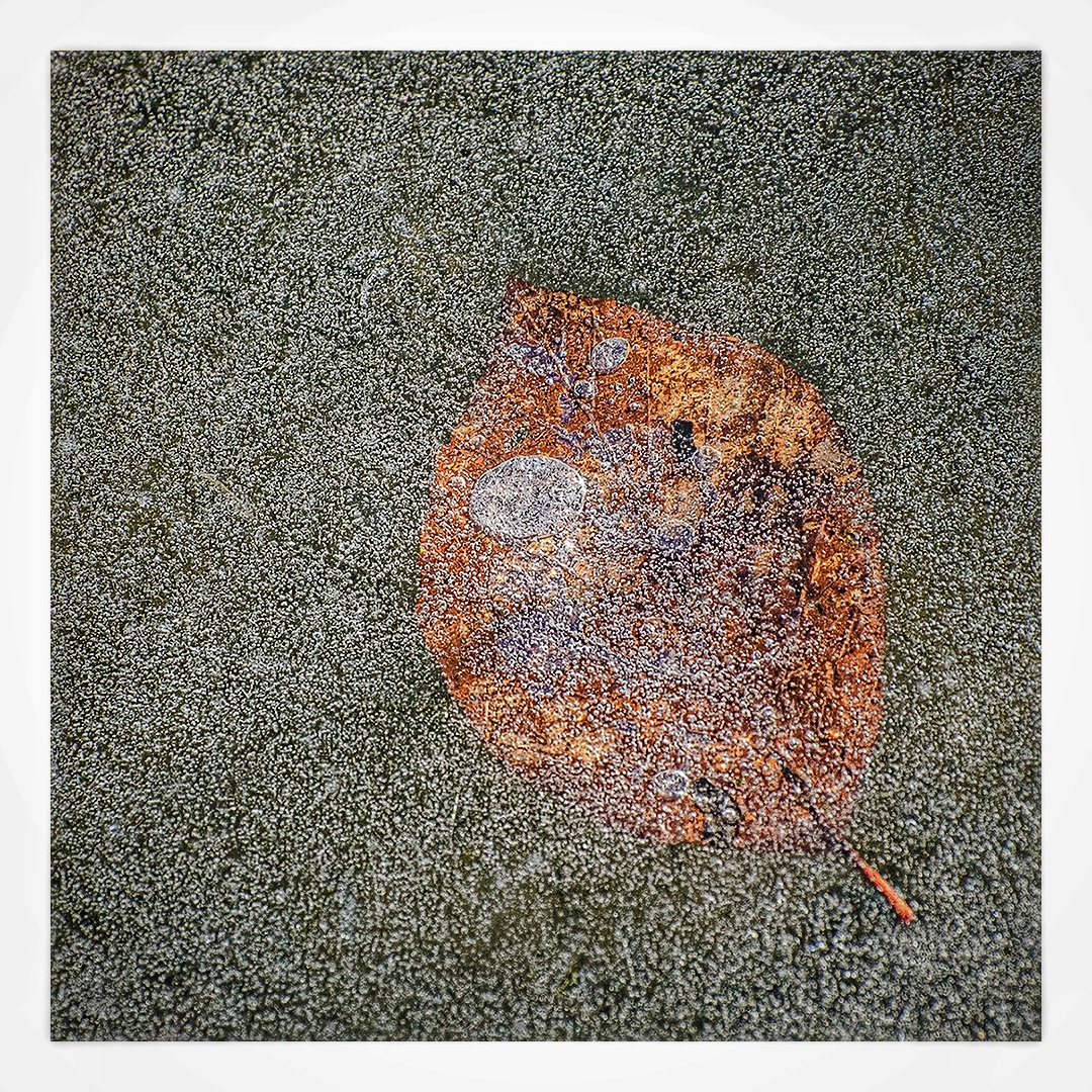 frozen leaf