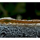 frozen leaf