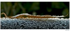 frozen leaf