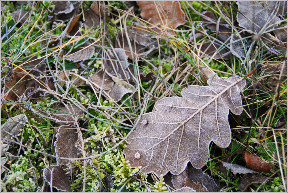 Frozen Leaf, oder der Winter ohne Schnee.