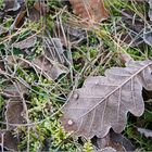 Frozen Leaf, oder der Winter ohne Schnee.