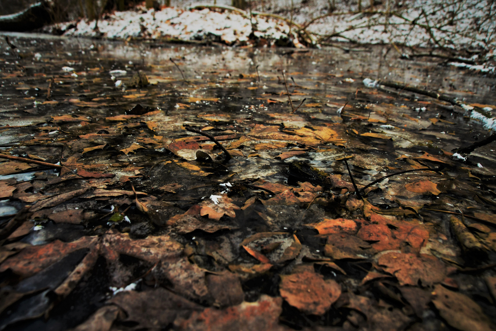 frozen leafes