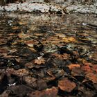 frozen leafes