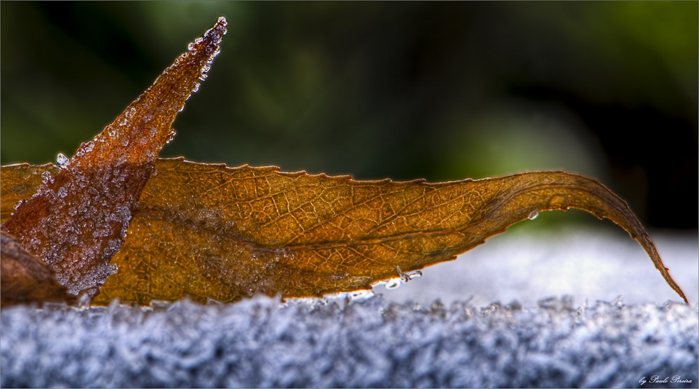 frozen leafs