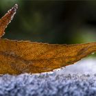 frozen leafs