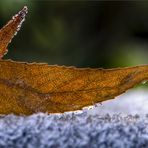 frozen leafs