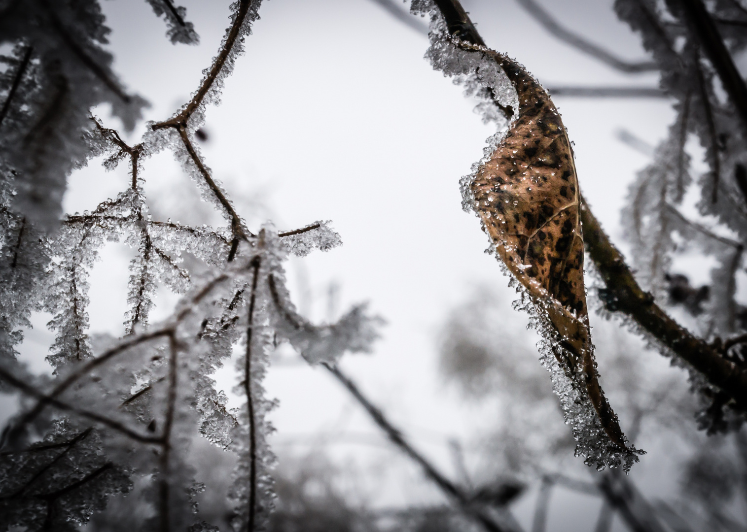 Frozen Leave