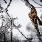 Frozen Leave