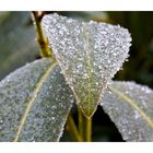 Frozen leaves