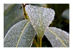 Frozen leaves