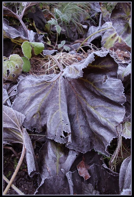 frozen leaves