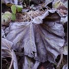 frozen leaves