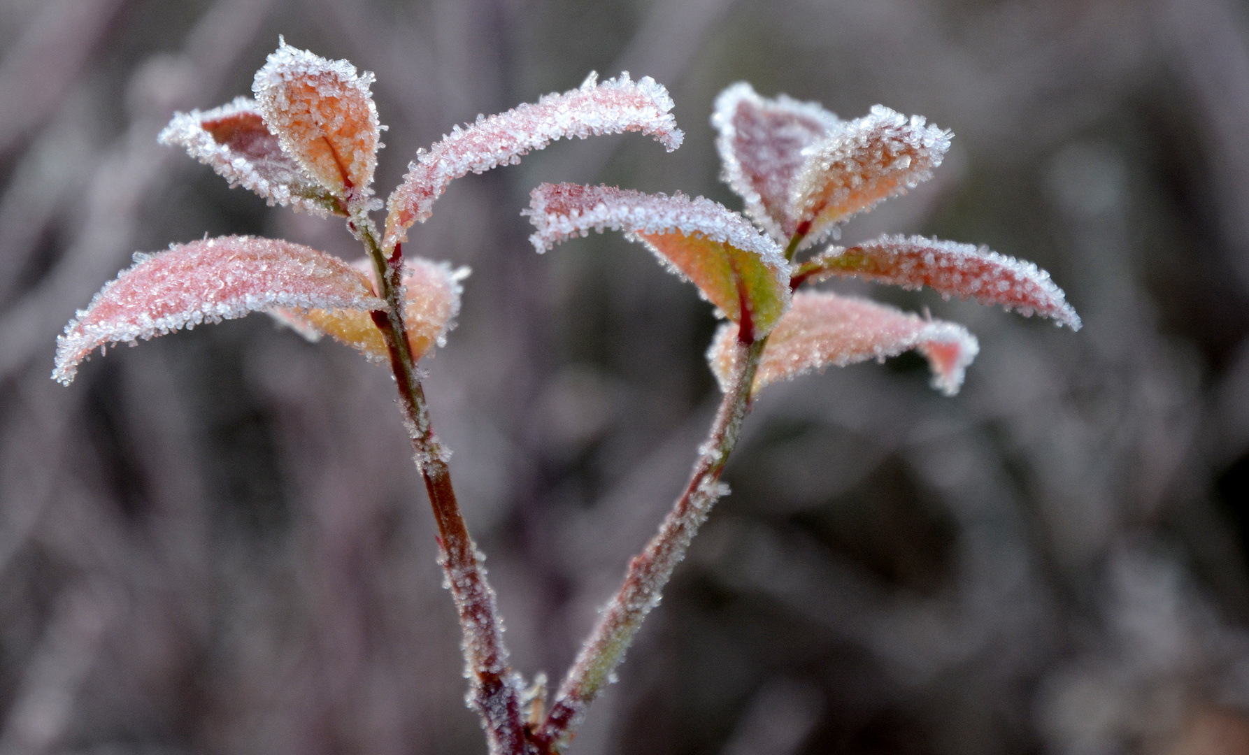 Frozen leaves