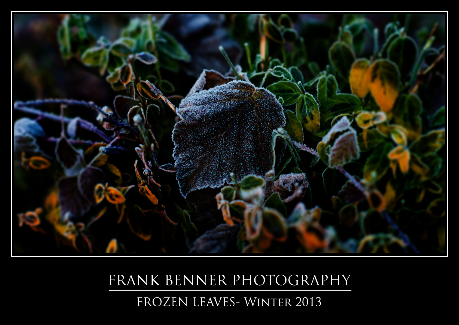 FROZEN LEAVES