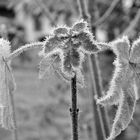 frozen leaves