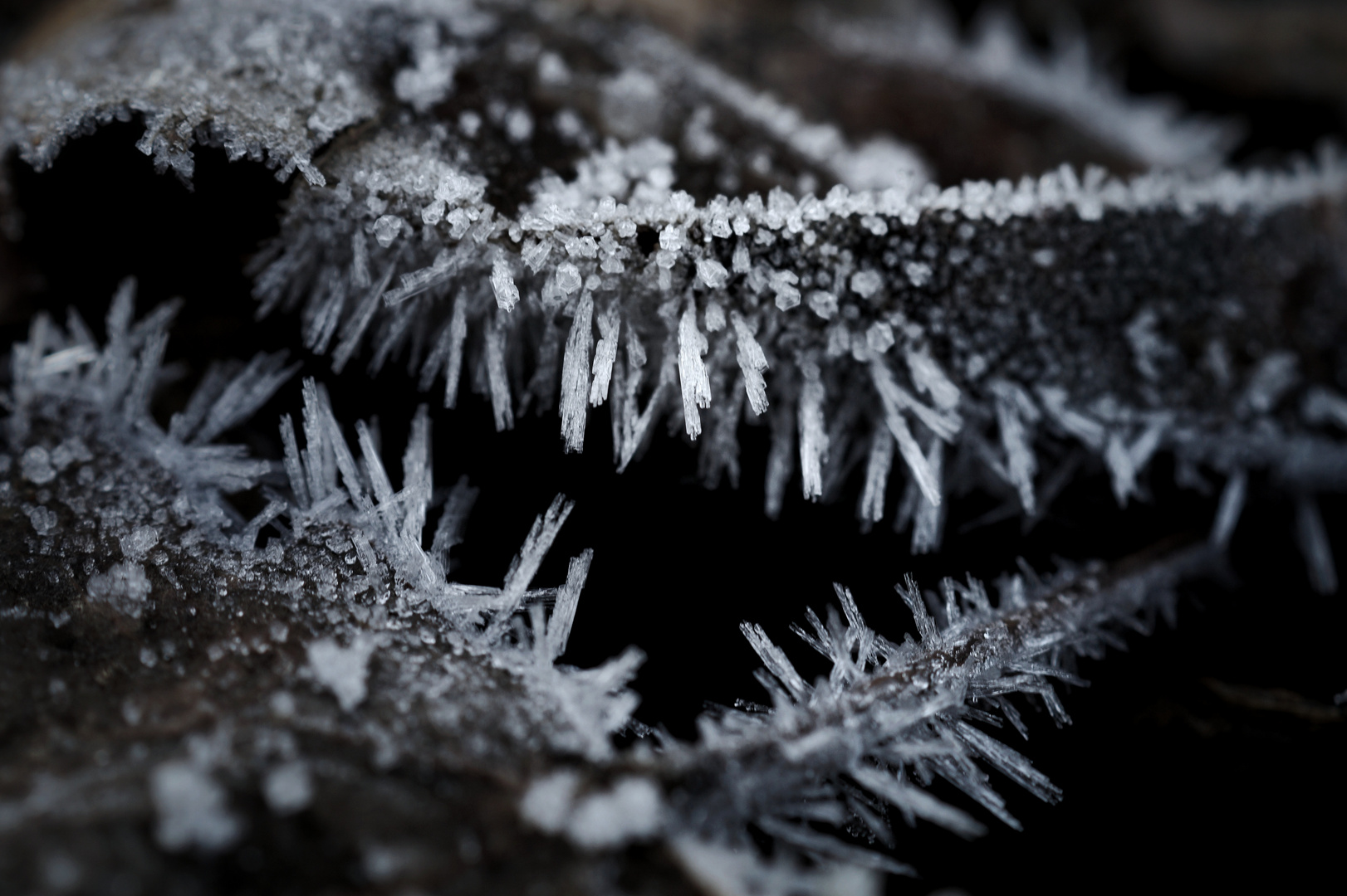 Frozen Leaves