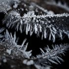 Frozen Leaves