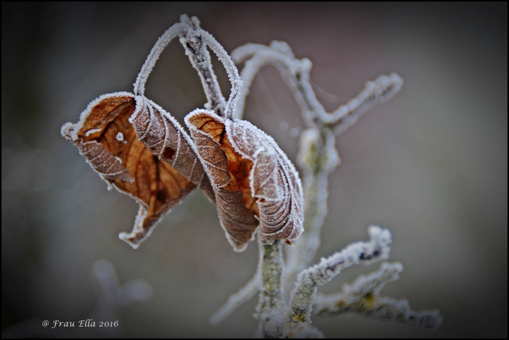 frozen leaves