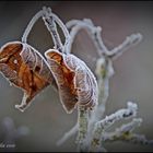 frozen leaves